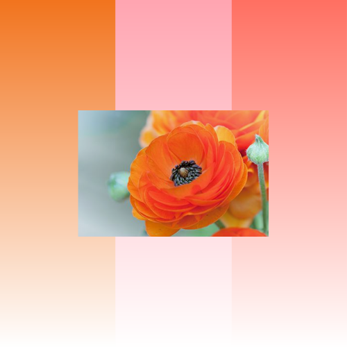 ARANCIO ROSA CORALLO