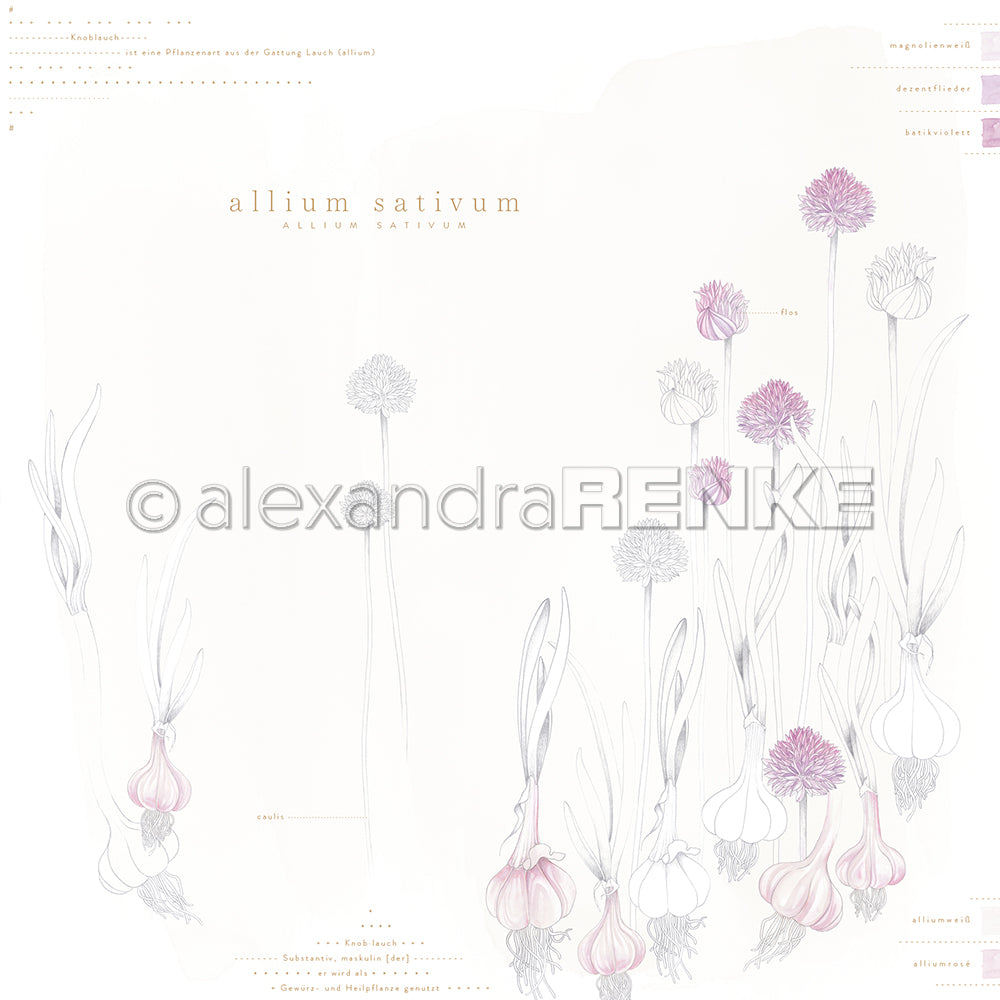 Design paper ' Allium Sativum' - P AR 10.3146 - A.RENKE