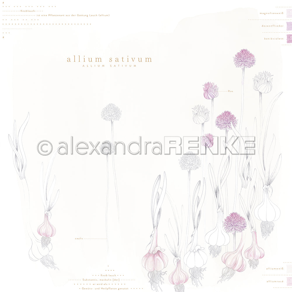 Design paper 'Allium Sativum' - P AR 10.3146 - A.RENKE