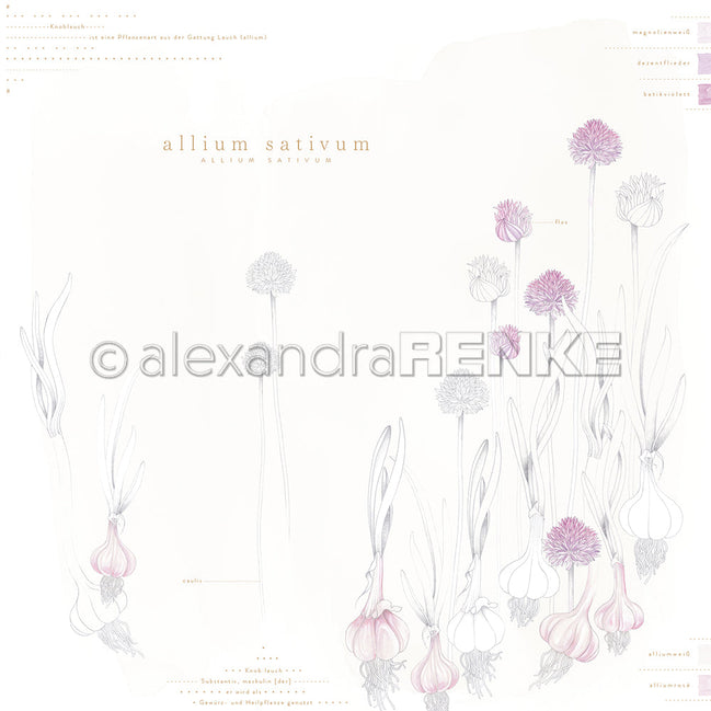 Design paper ' Allium Sativum' - P AR 10.3146 - A.RENKE