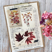 SET OF CARDS-LES JUNKS D'AUTOMNE CABINET DE CURIOSITES - CAB134 - CHOU & FLOWERS
