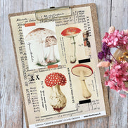 SET OF CARDS-LES JUNKS D'AUTOMNE CABINET DE CURIOSITES - CAB134 - CHOU & FLOWERS