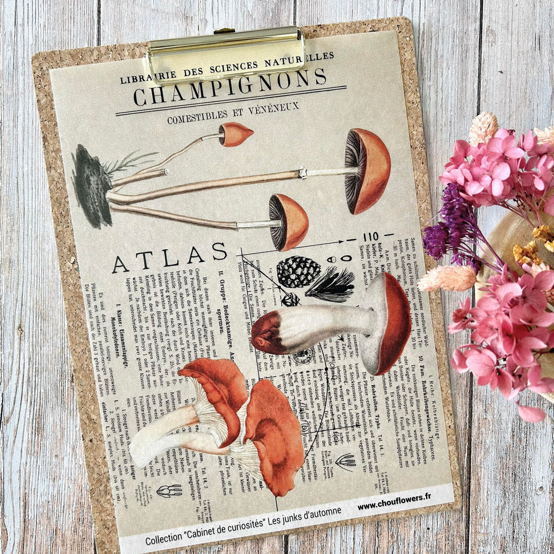 SET OF CARDS-LES JUNKS D'AUTOMNE CABINET DE CURIOSITES - CAB134 - CHOU &amp; FLOWERS